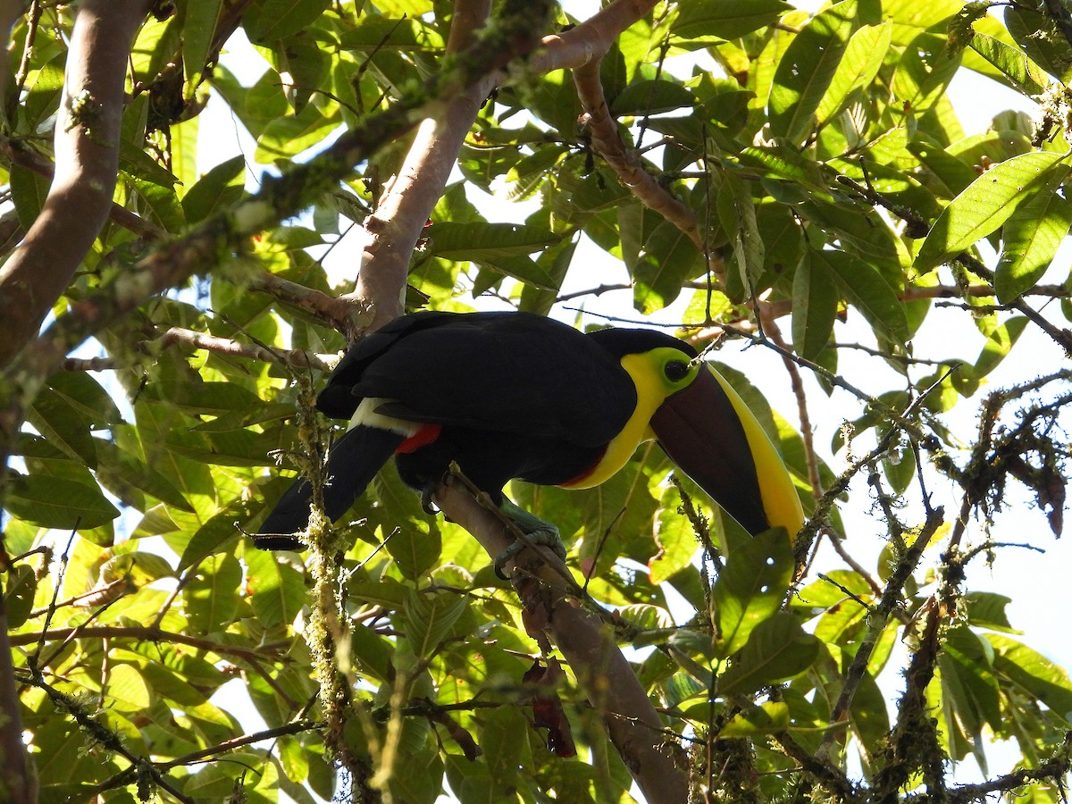 Yellow-throated Toucan - ML632991978