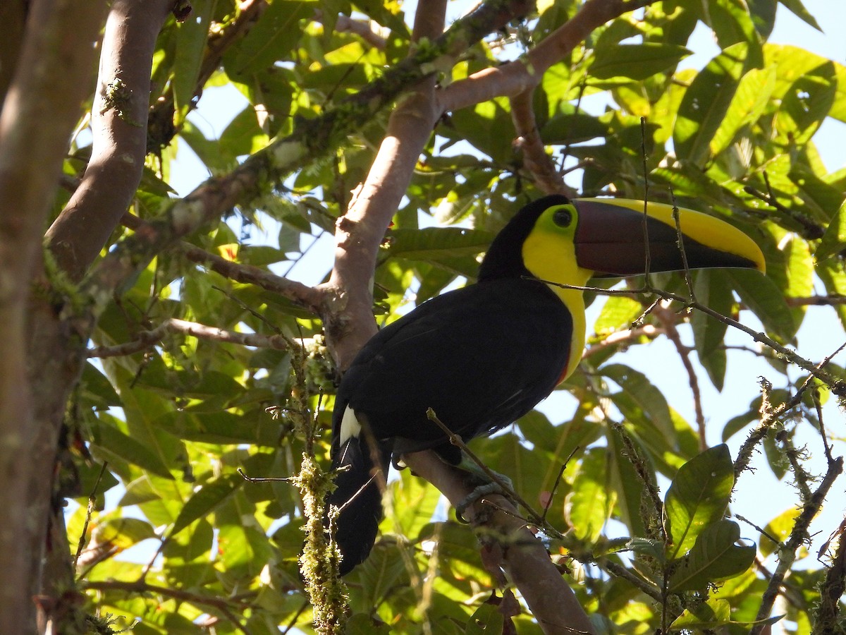 Yellow-throated Toucan - ML632991984