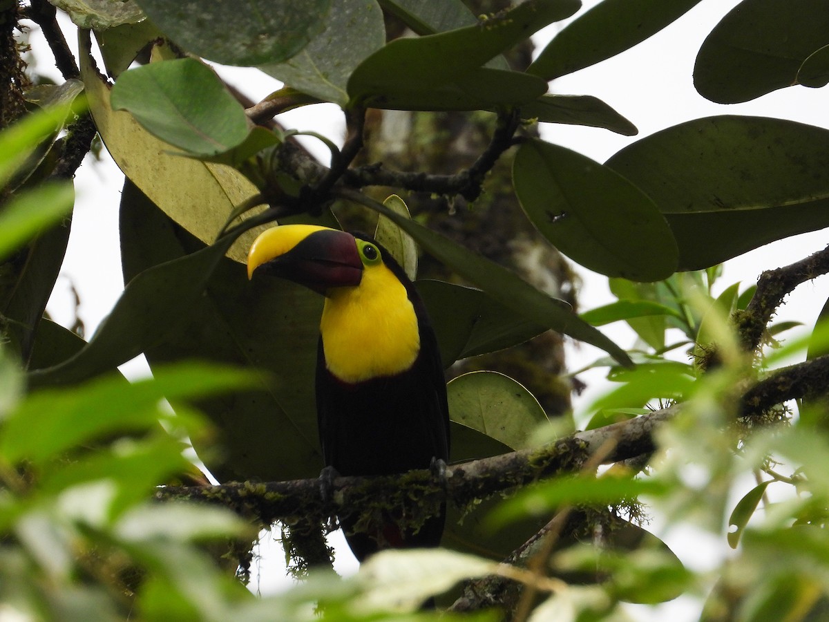 Yellow-throated Toucan - ML632991996