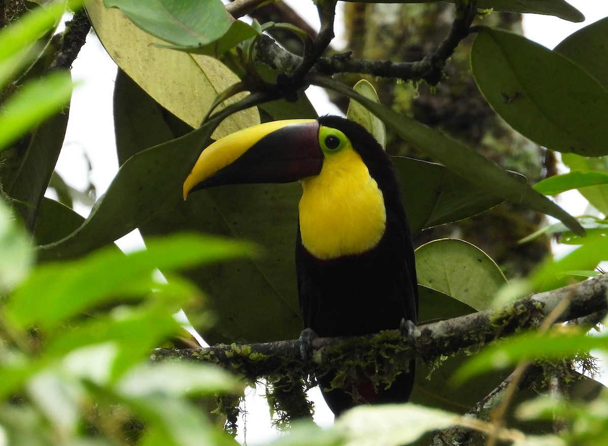 Yellow-throated Toucan - ML632992007