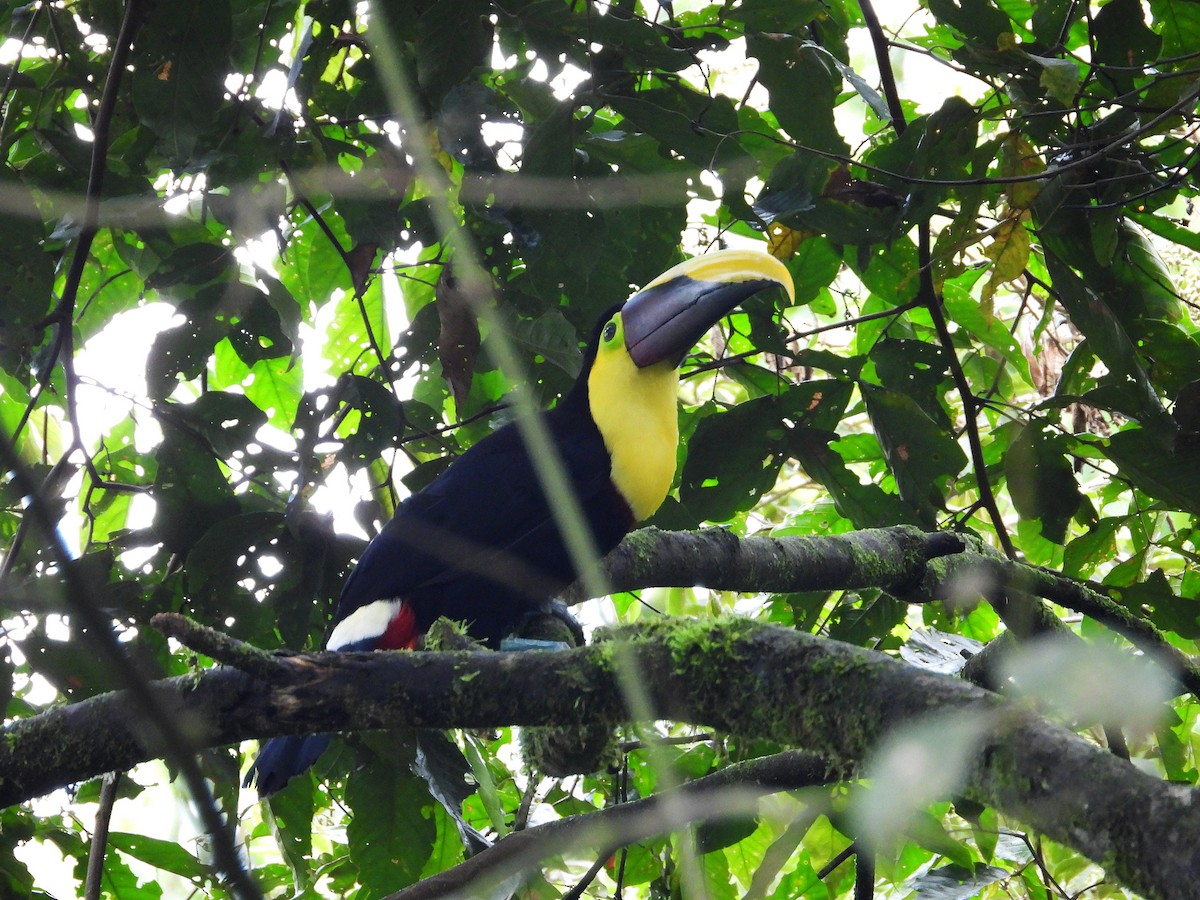 Yellow-throated Toucan - ML632992024