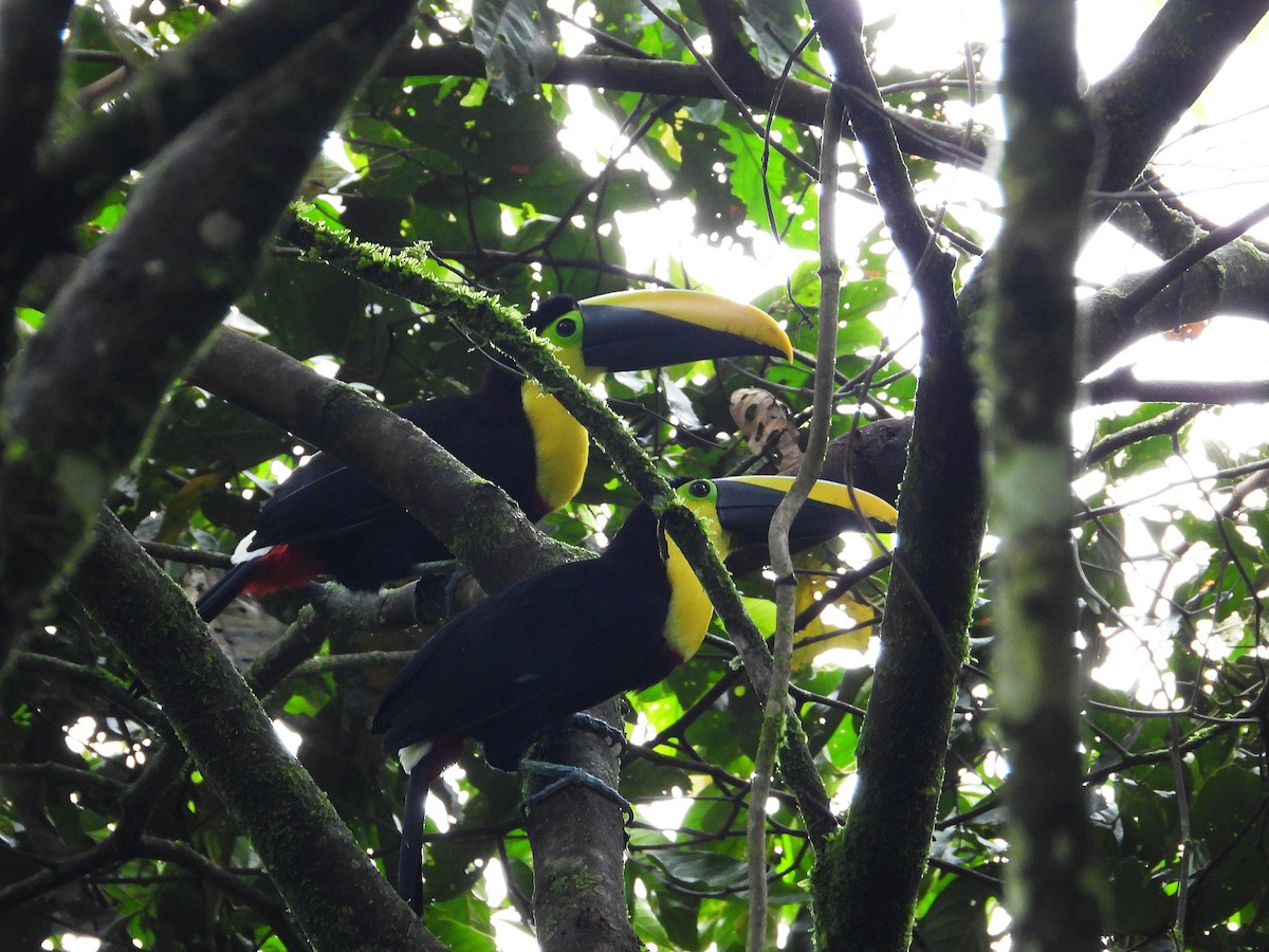 Toucan du Choco - ML632992048