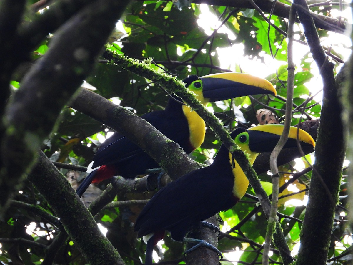 Toucan du Choco - ML632992057
