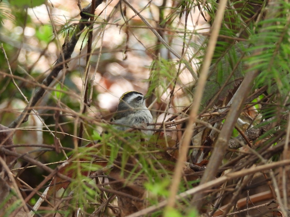 Roitelet à couronne dorée - ML632992235