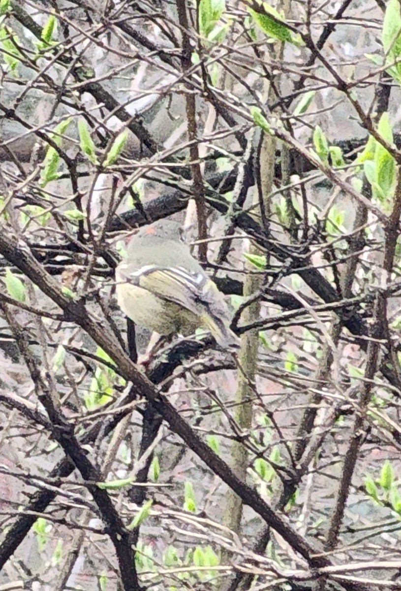 Ruby-crowned Kinglet - ML632992519