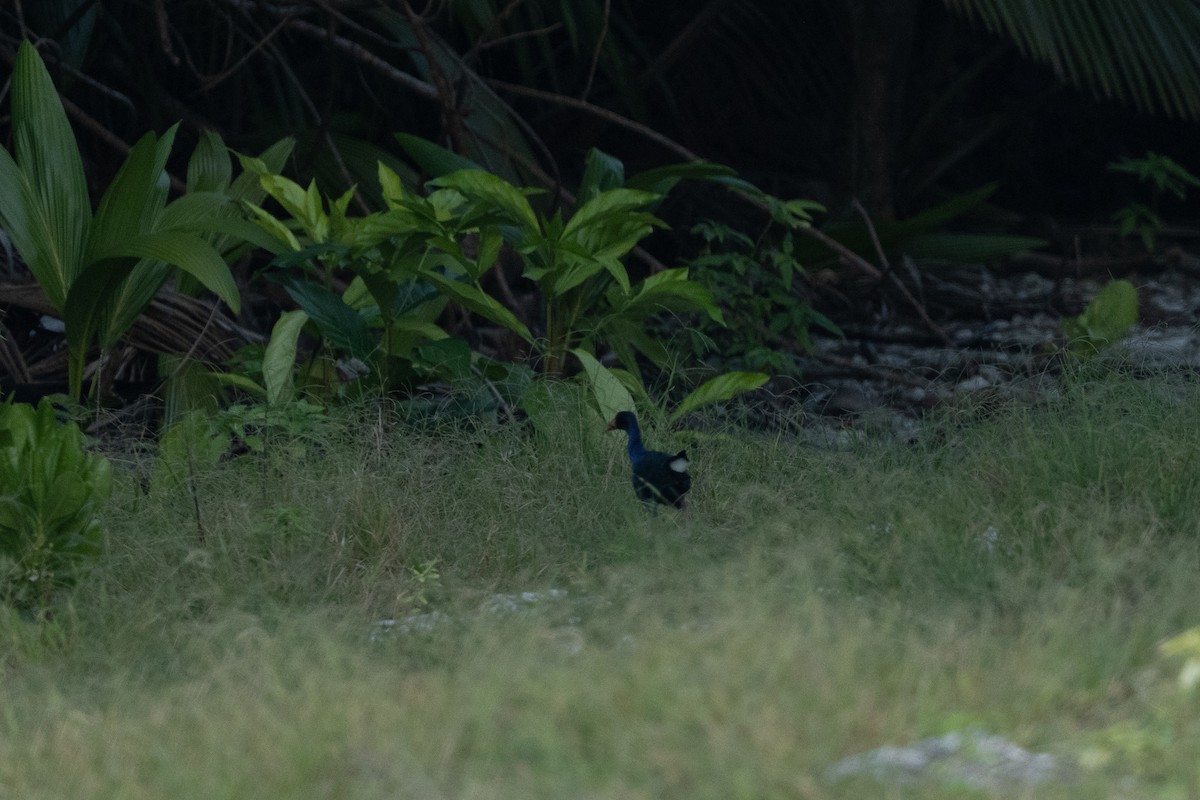 Black-backed Swamphen - ML632992560