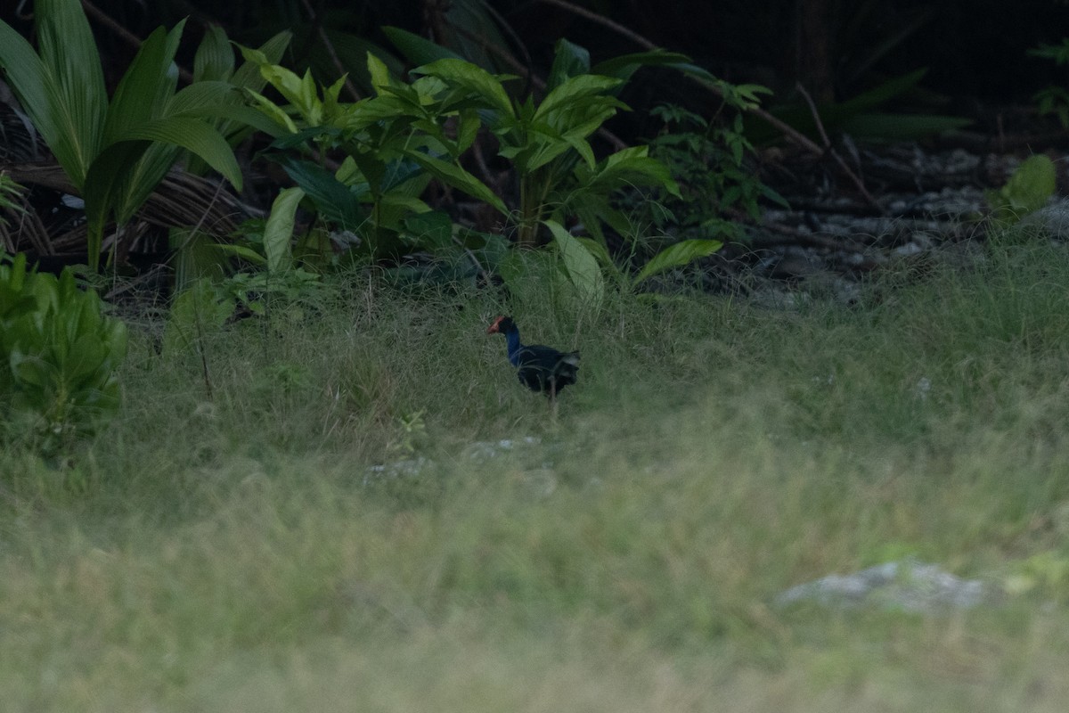Black-backed Swamphen - ML632992567