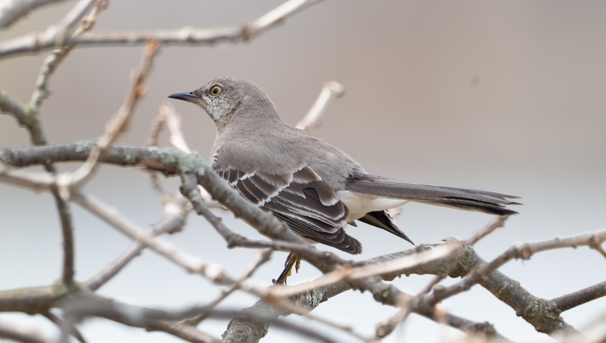 Northern Mockingbird - ML632992572