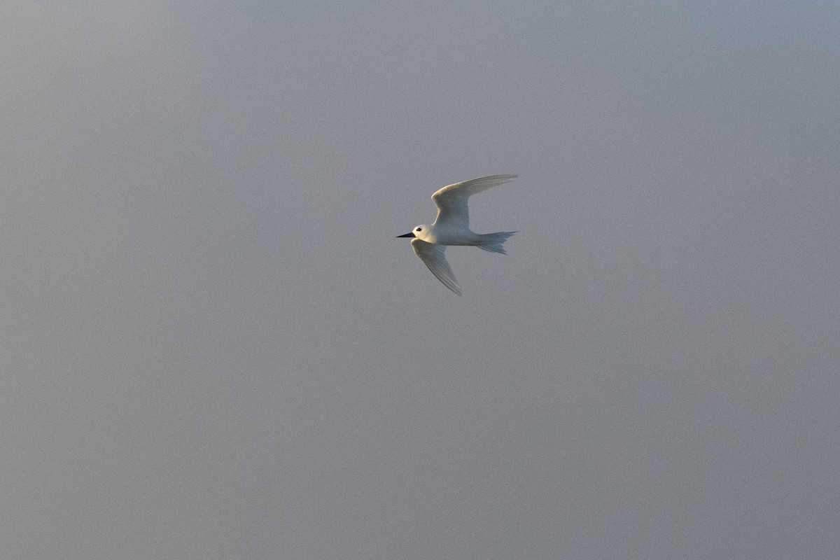 White Tern - ML632992617