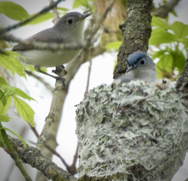 Blue-gray Gnatcatcher - ML632992646