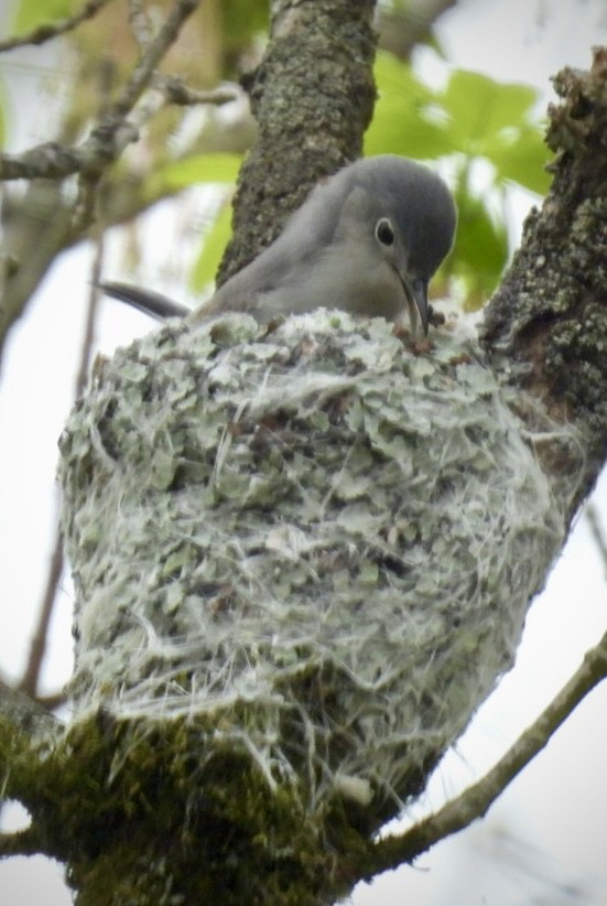 Blue-gray Gnatcatcher - ML632992648