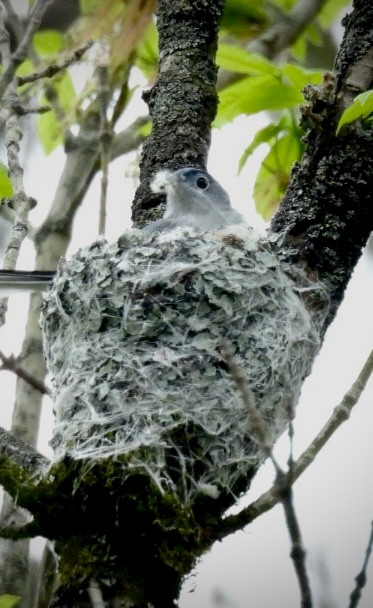 Blue-gray Gnatcatcher - ML632992649