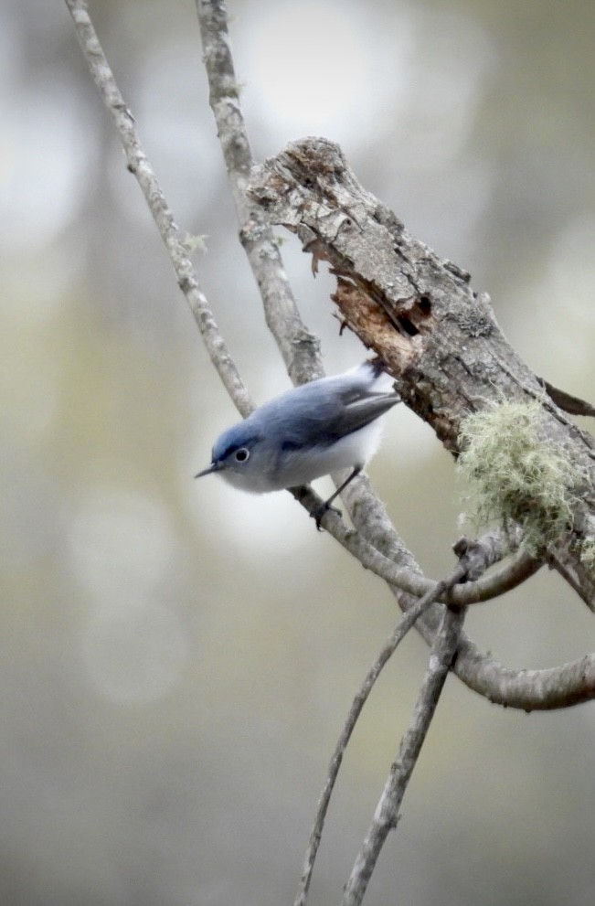 Blue-gray Gnatcatcher - ML632992650