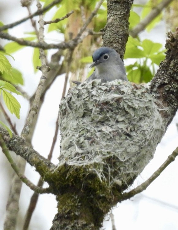 Blue-gray Gnatcatcher - ML632992652