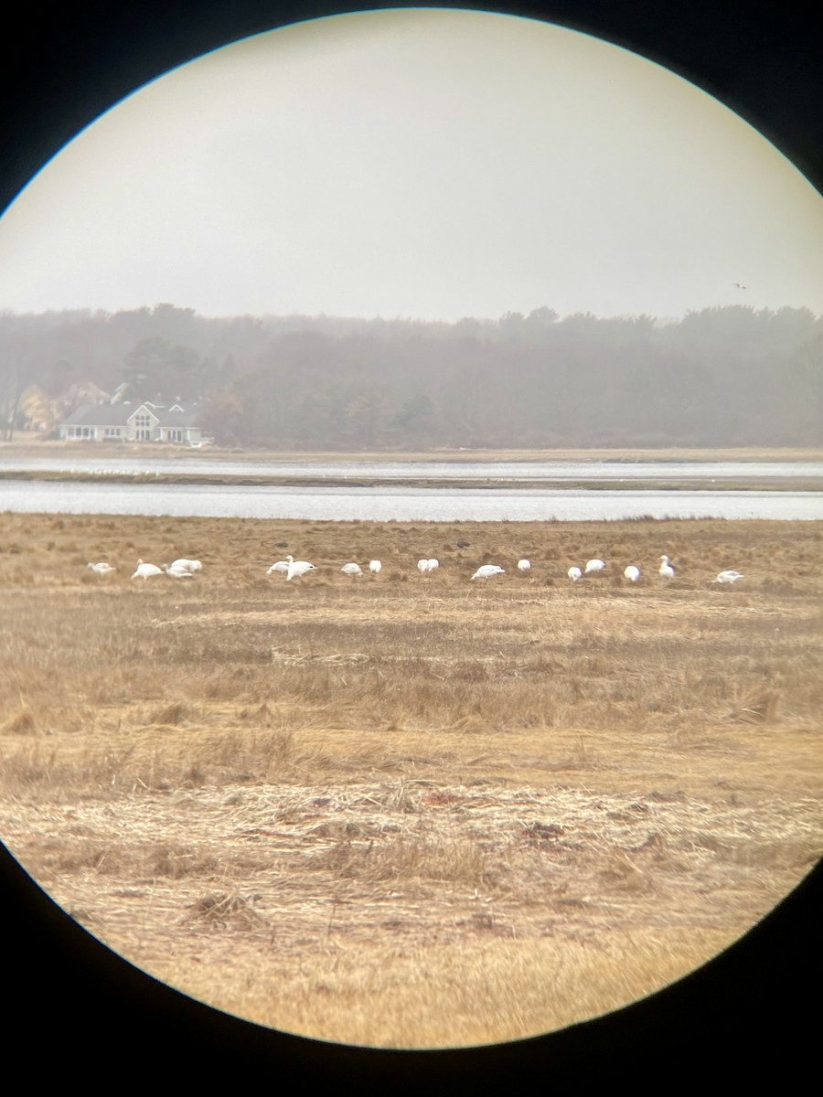 Snow Goose - ML632992692
