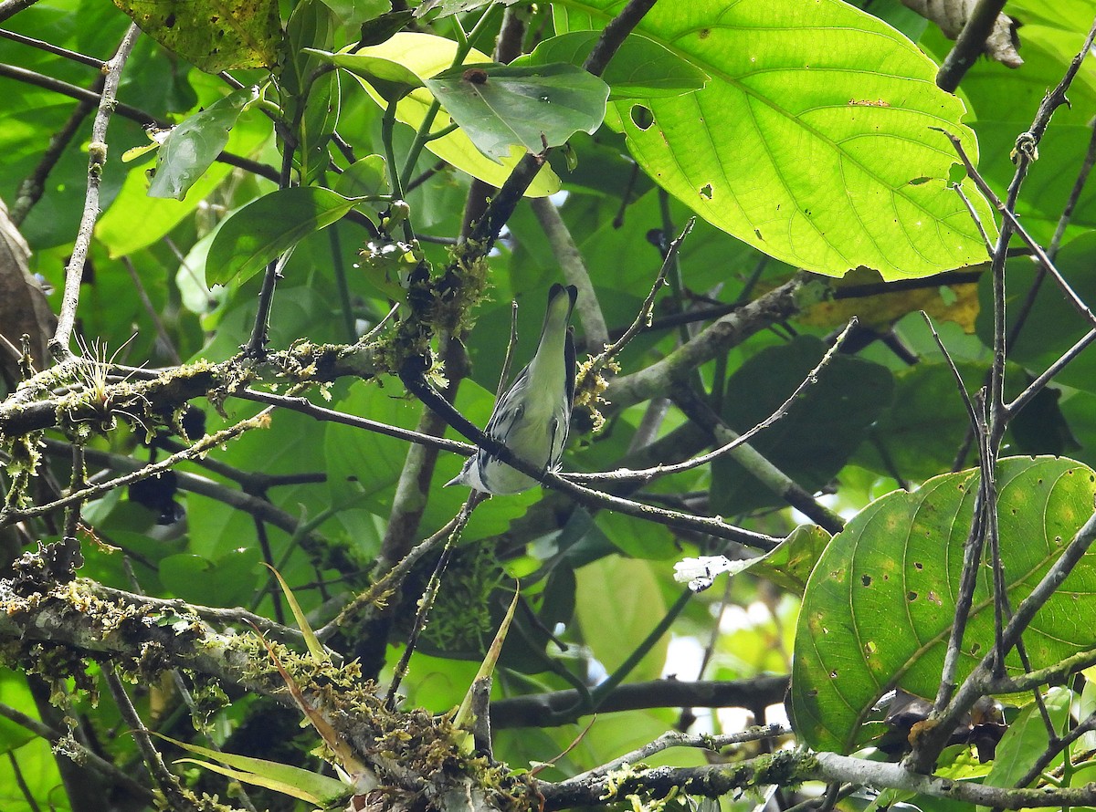Cerulean Warbler - ML632992696