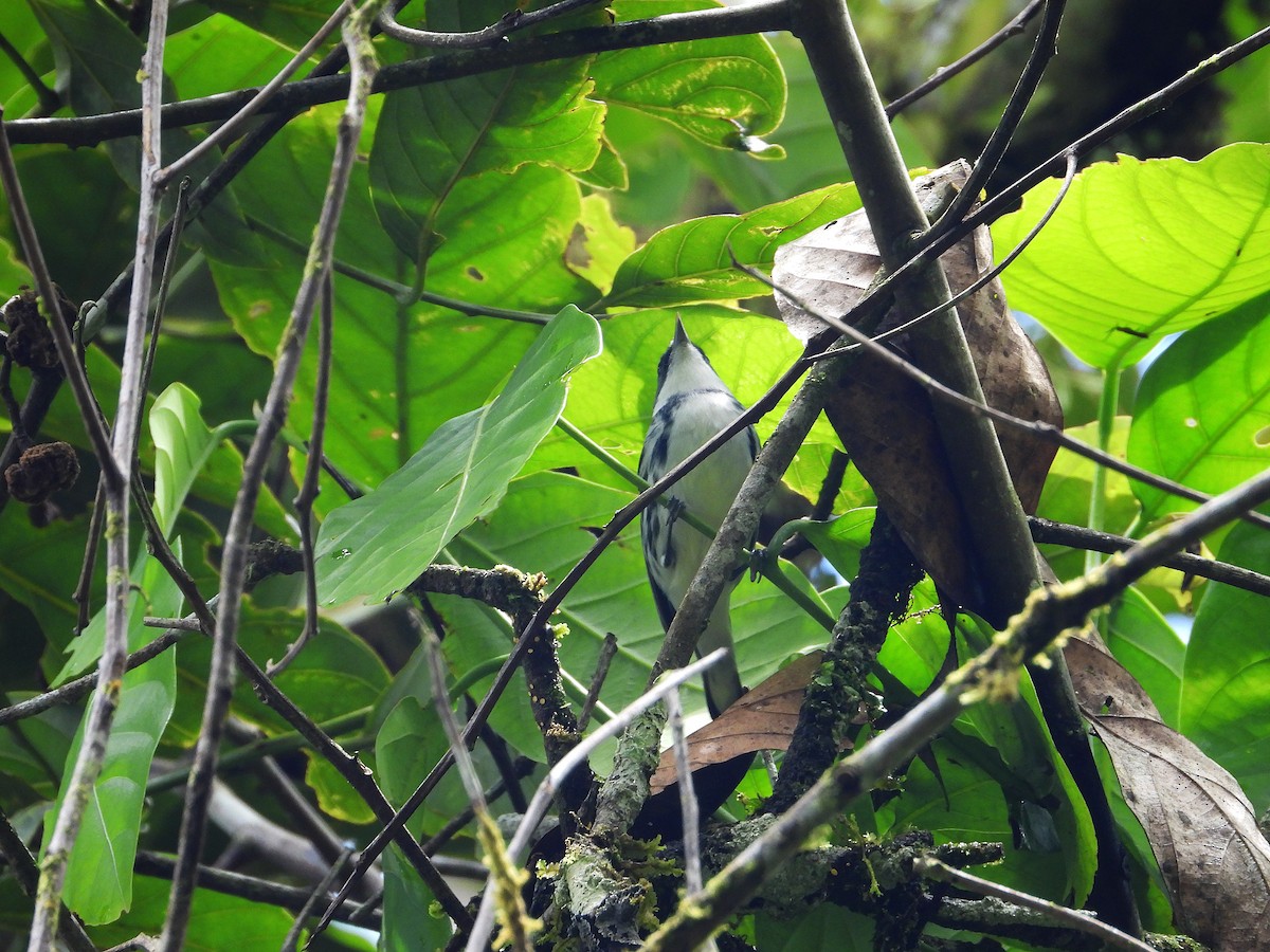 Cerulean Warbler - ML632992700