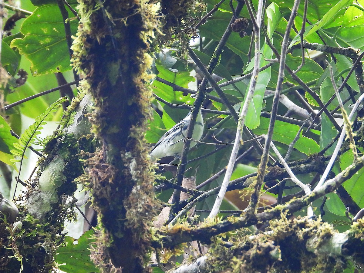 Cerulean Warbler - ML632992704