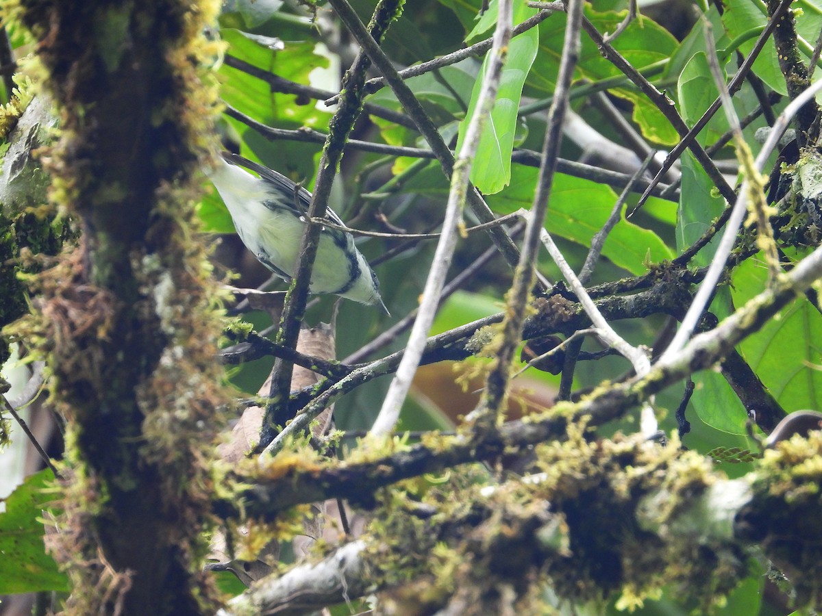 Cerulean Warbler - ML632992711