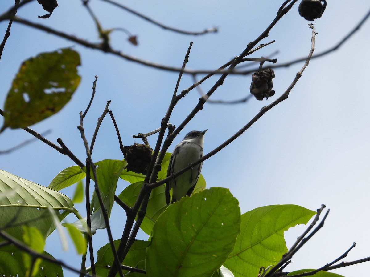 Cerulean Warbler - ML632992715