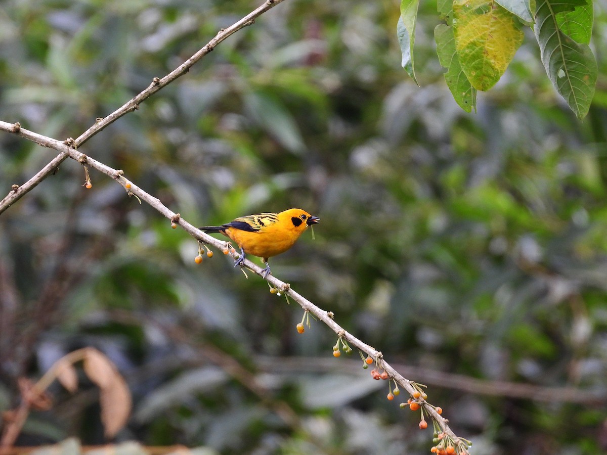 Golden Tanager - ML632992822