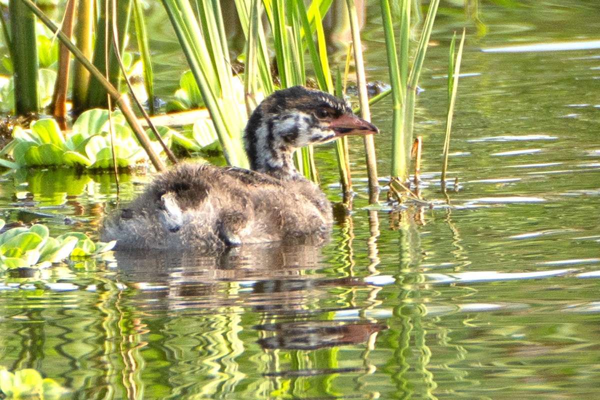 Pied-billed Grebe - ML632993186
