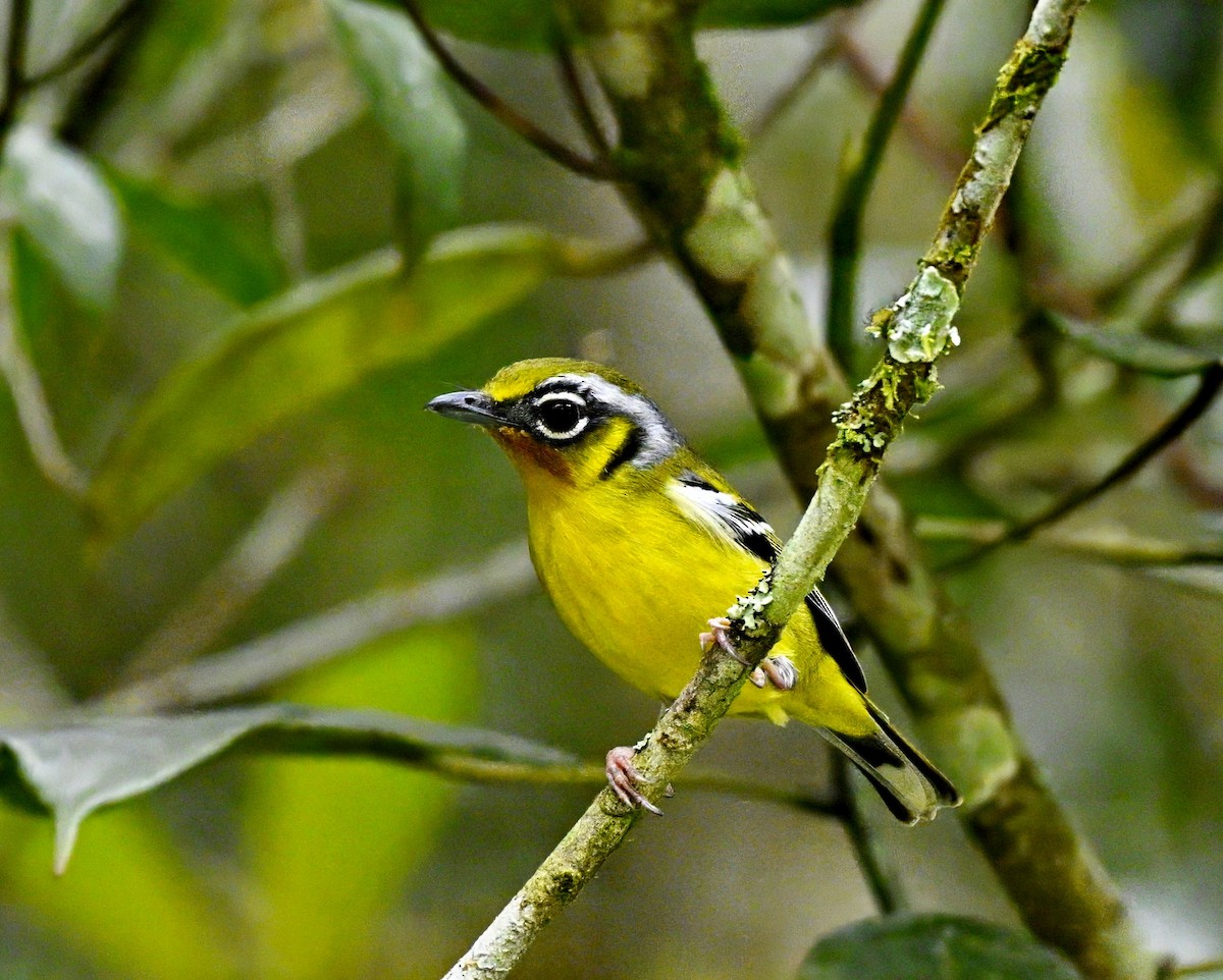Black-eared Shrike-Babbler - ML632993316