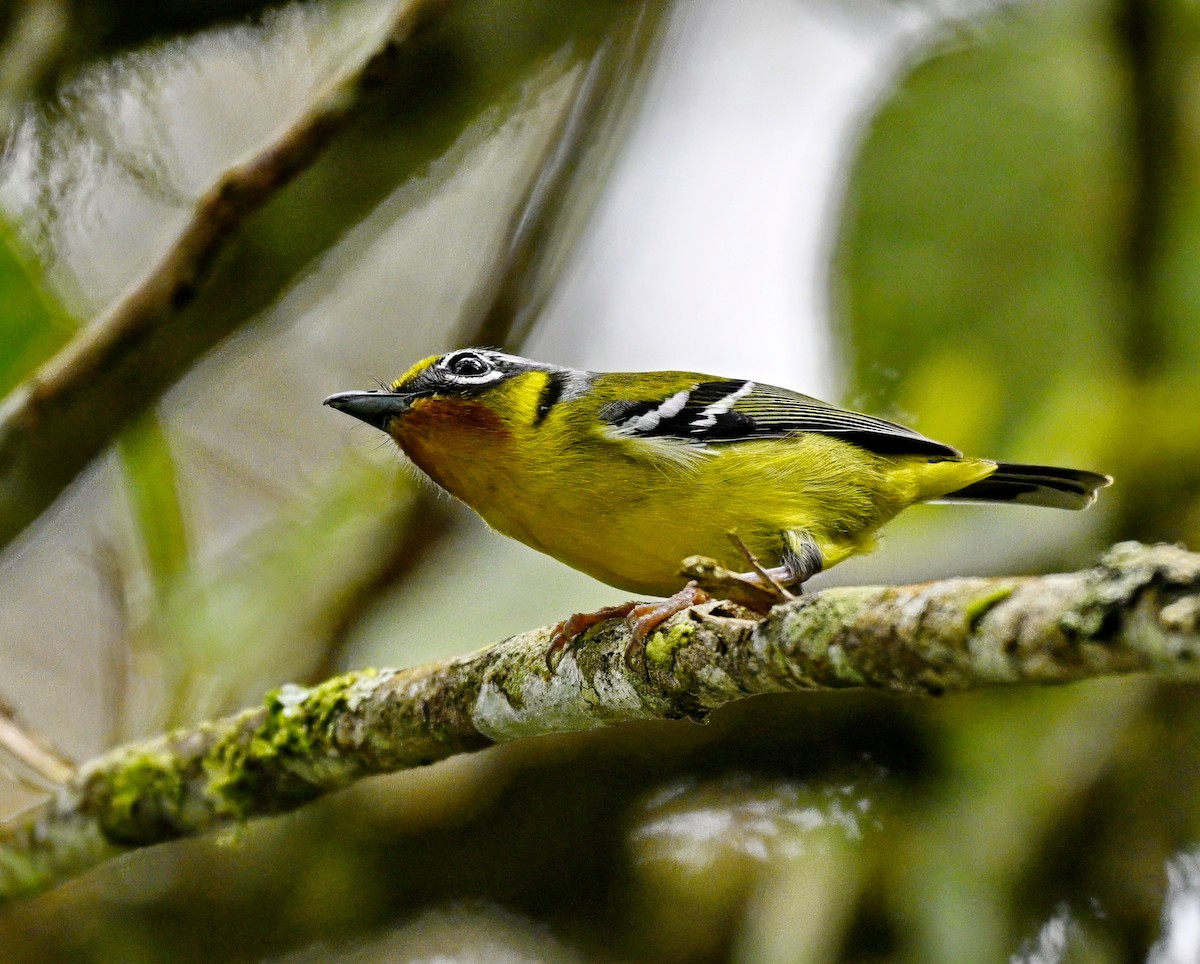Black-eared Shrike-Babbler - ML632993317