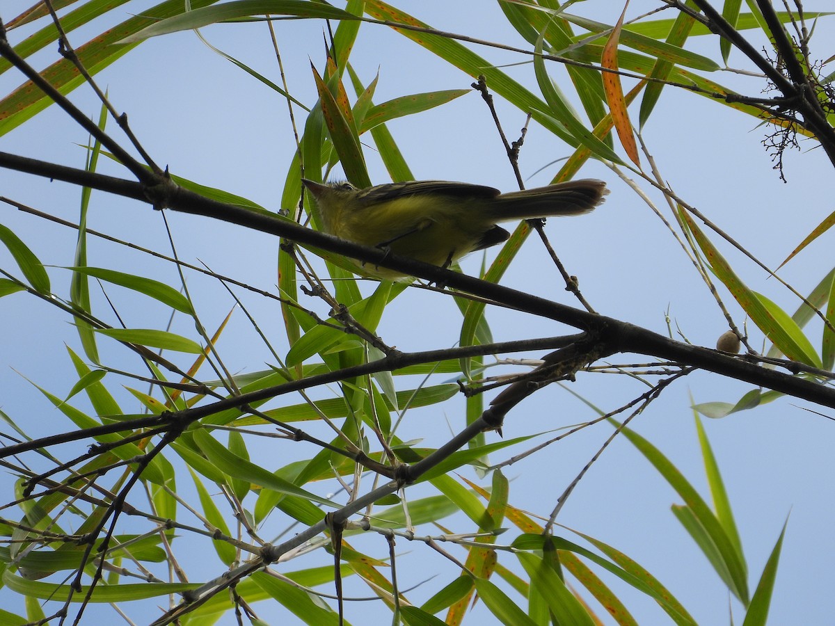 Yellow Tyrannulet - ML632993381