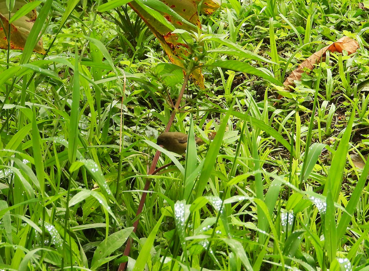 Yellow-bellied Seedeater - ML632993486