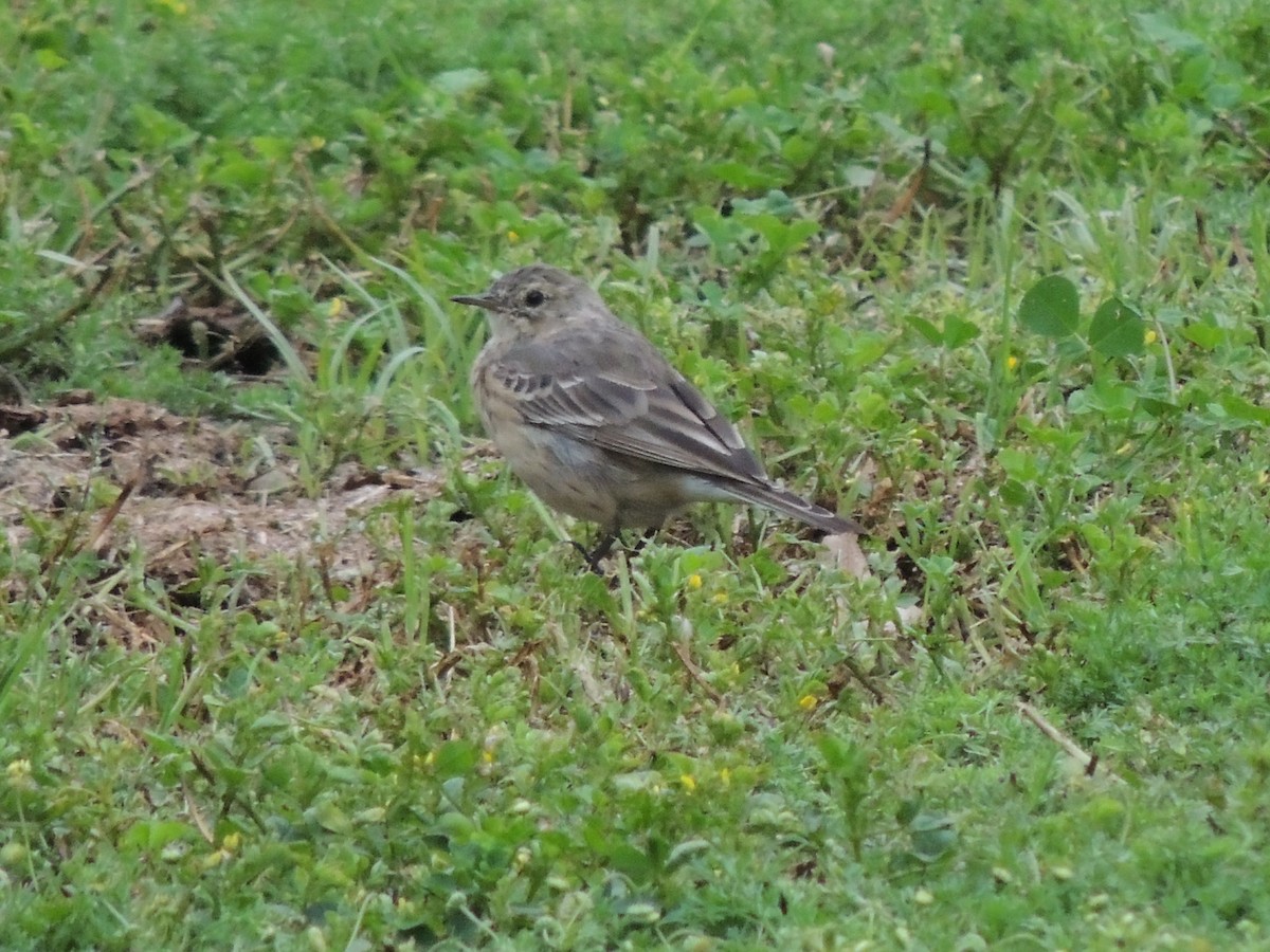 American Pipit - ML632993532