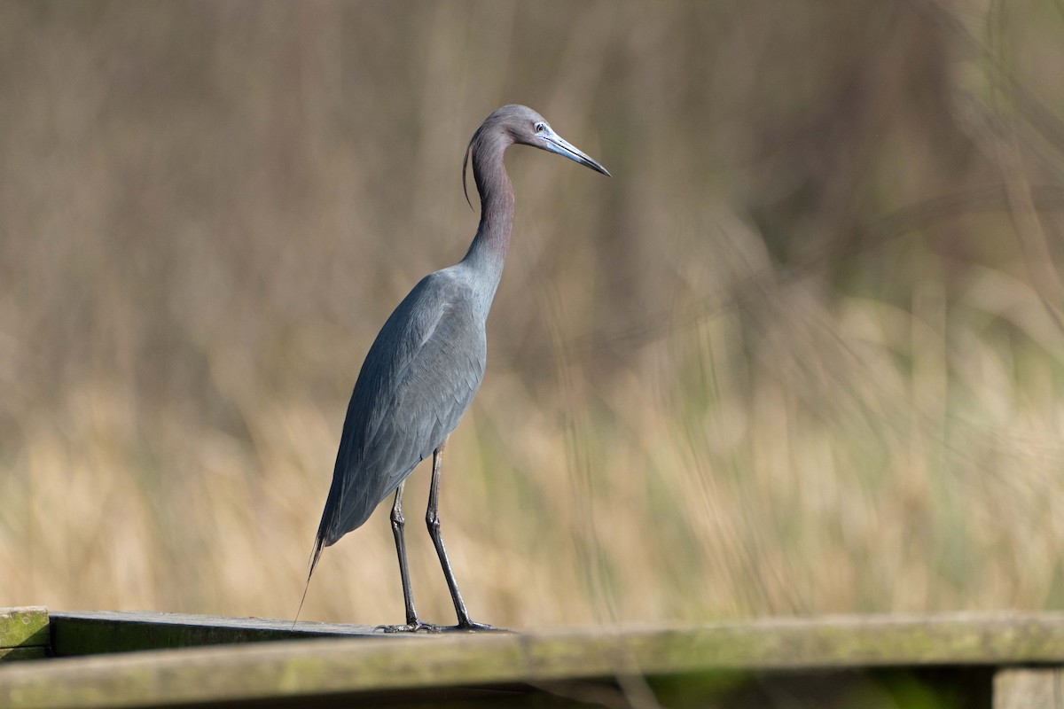 Little Blue Heron - ML632993690