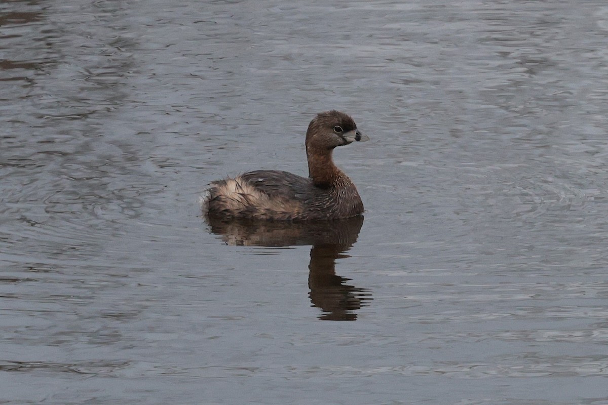 Pied-billed Grebe - ML632993821