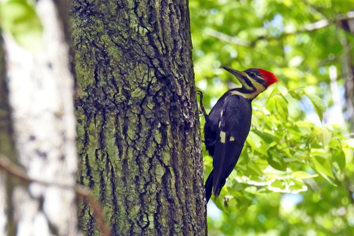 Pileated Woodpecker - ML632993858