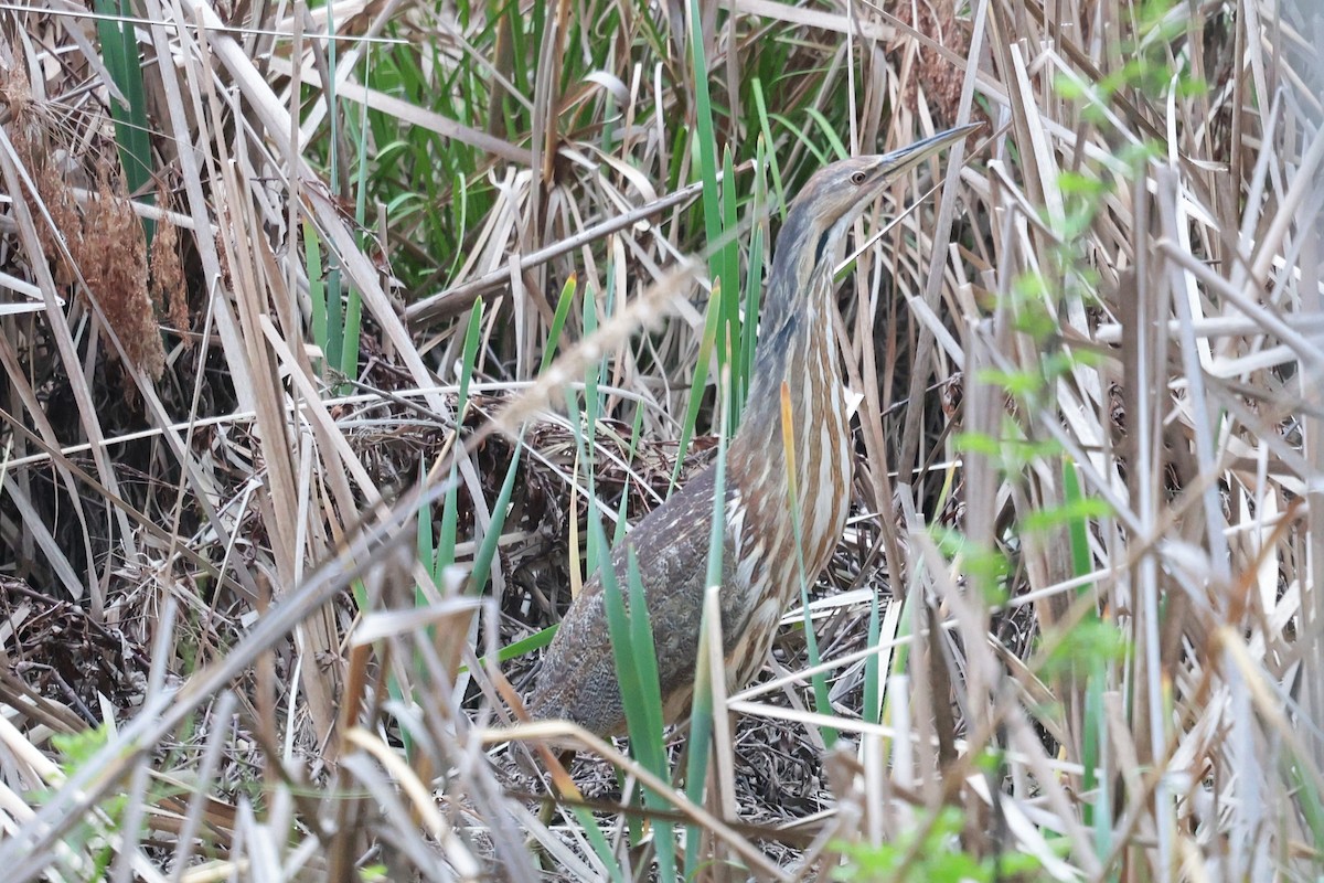 American Bittern - ML632993902