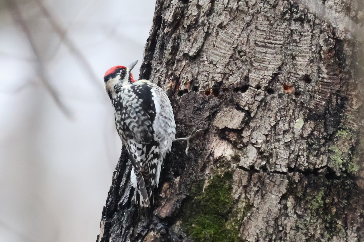 נקר צהוב-בטן - ML632994057