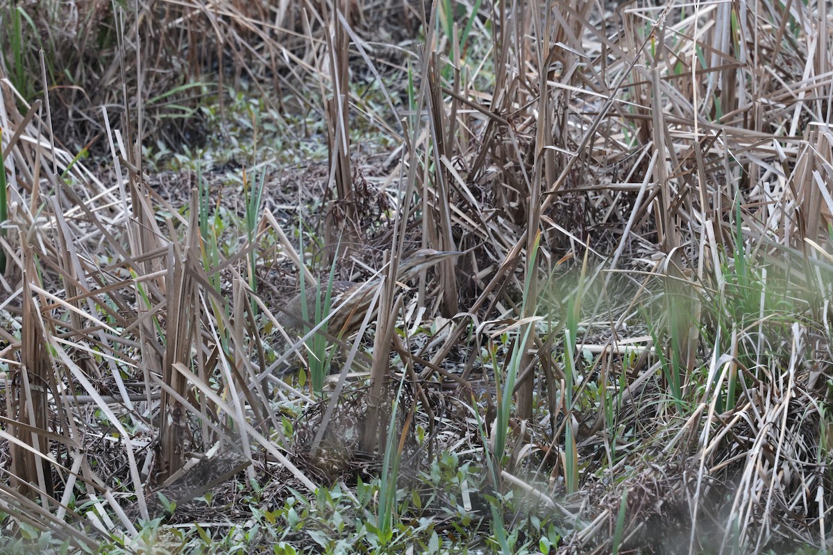 American Bittern - ML632994143