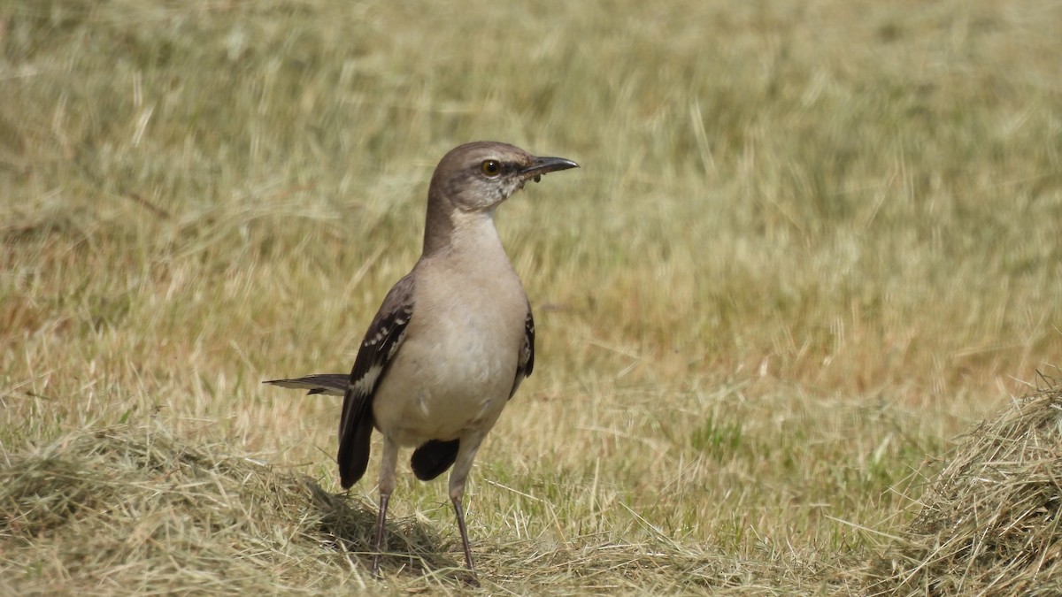Northern Mockingbird - ML632994164