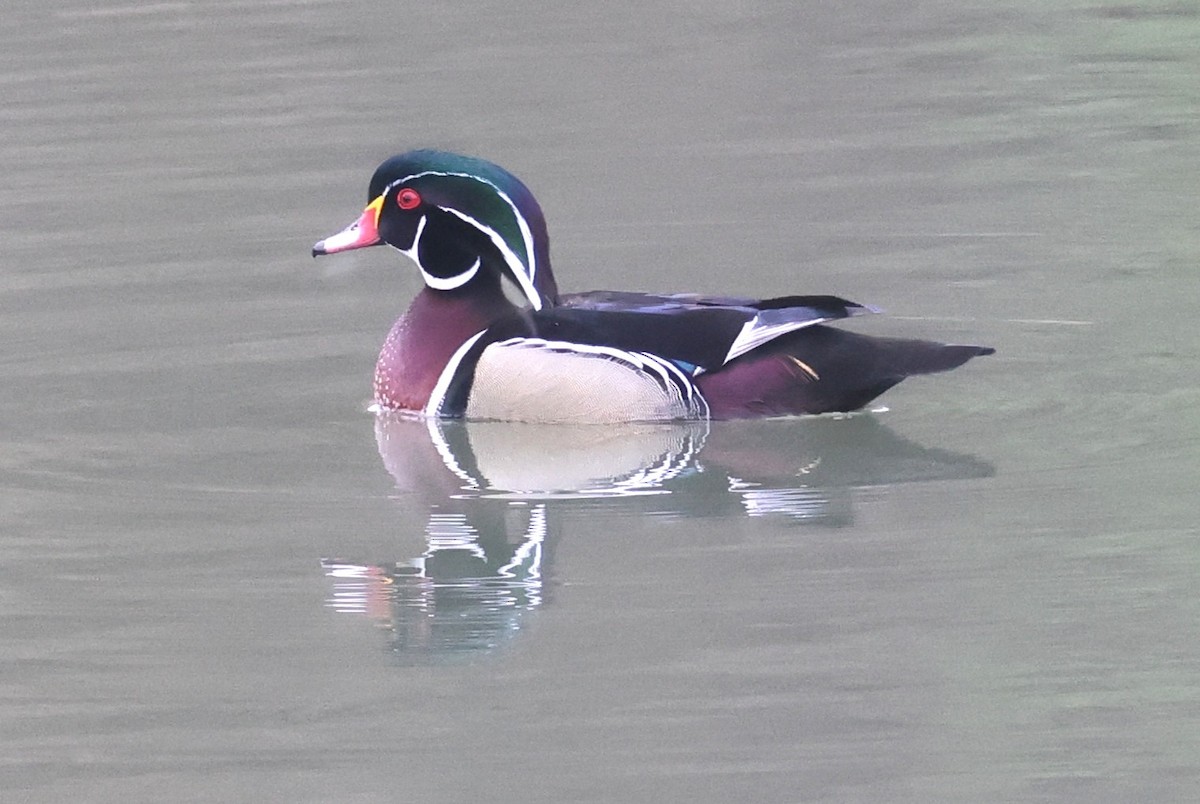 Wood Duck - ML632994232