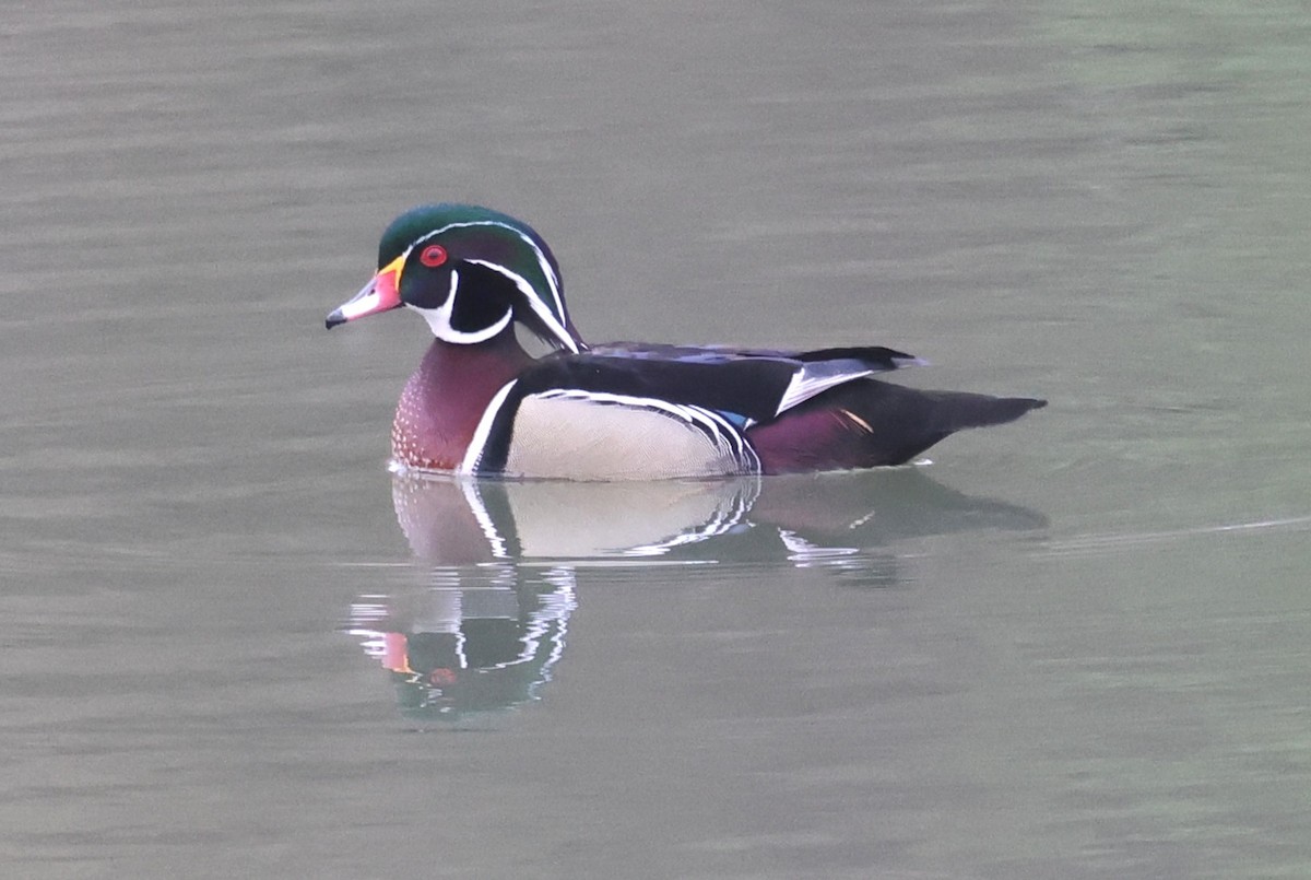 Wood Duck - ML632994233