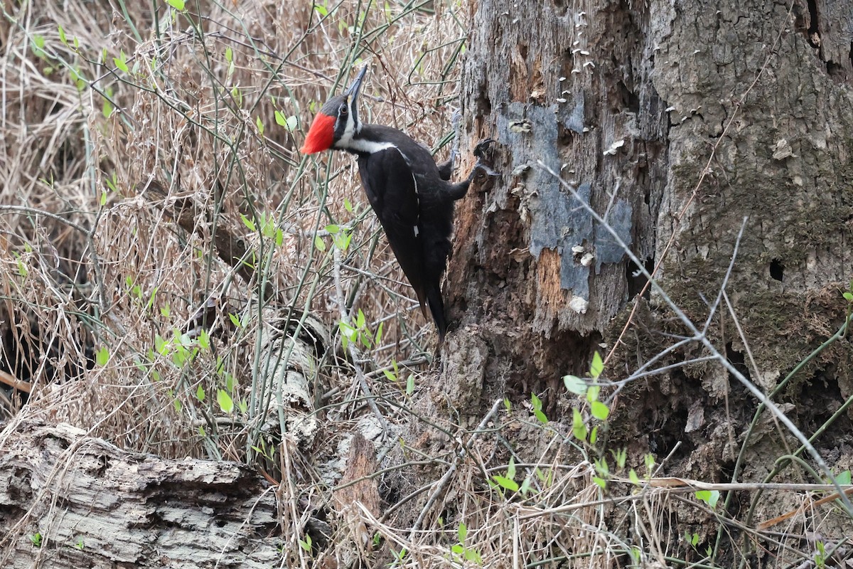 Pileated Woodpecker - ML632994234