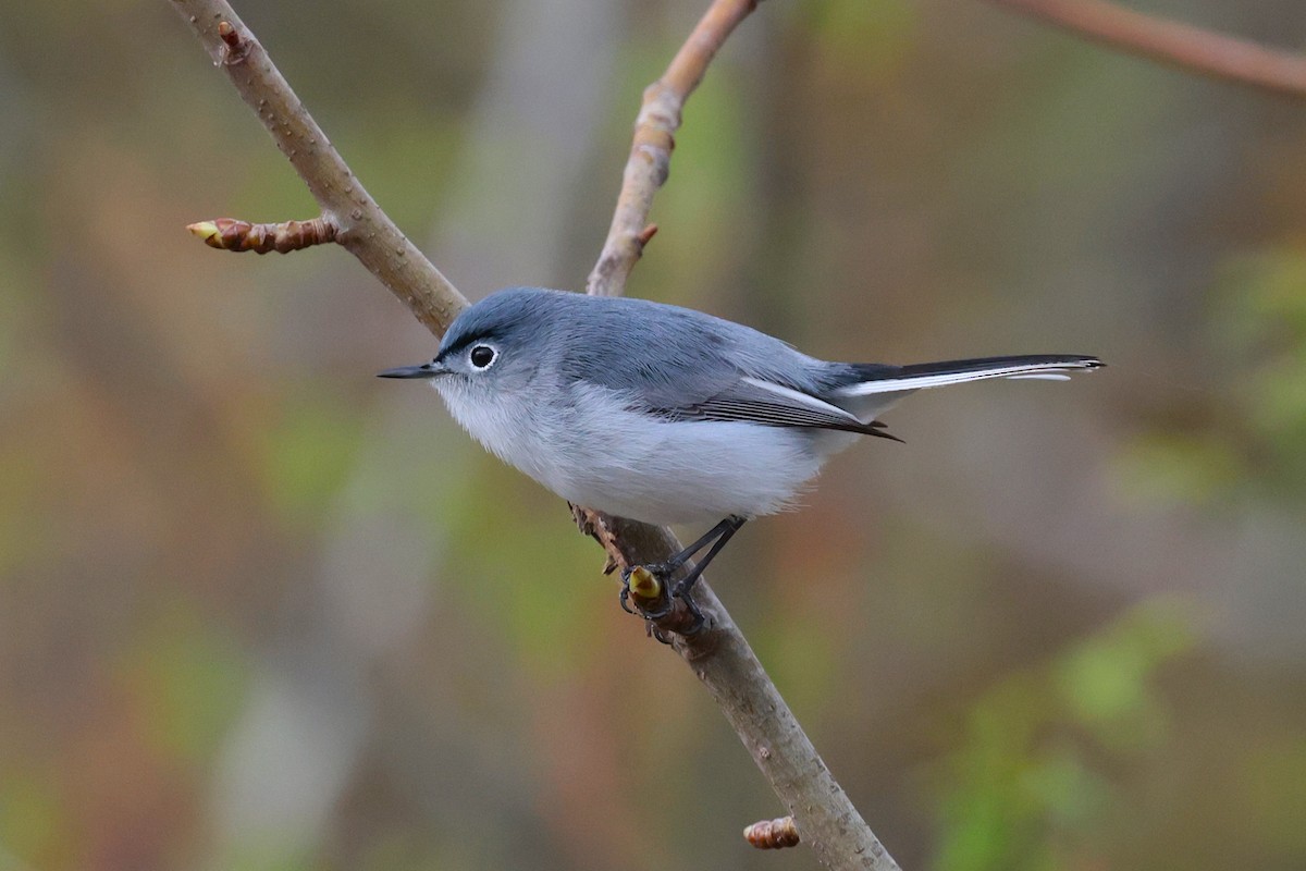 Blue-gray Gnatcatcher - ML632994260