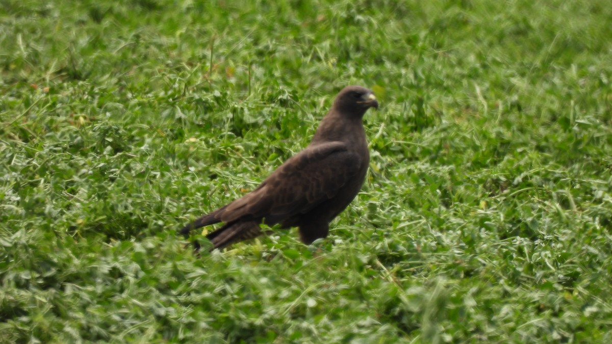 Swainson's Hawk - ML632994273