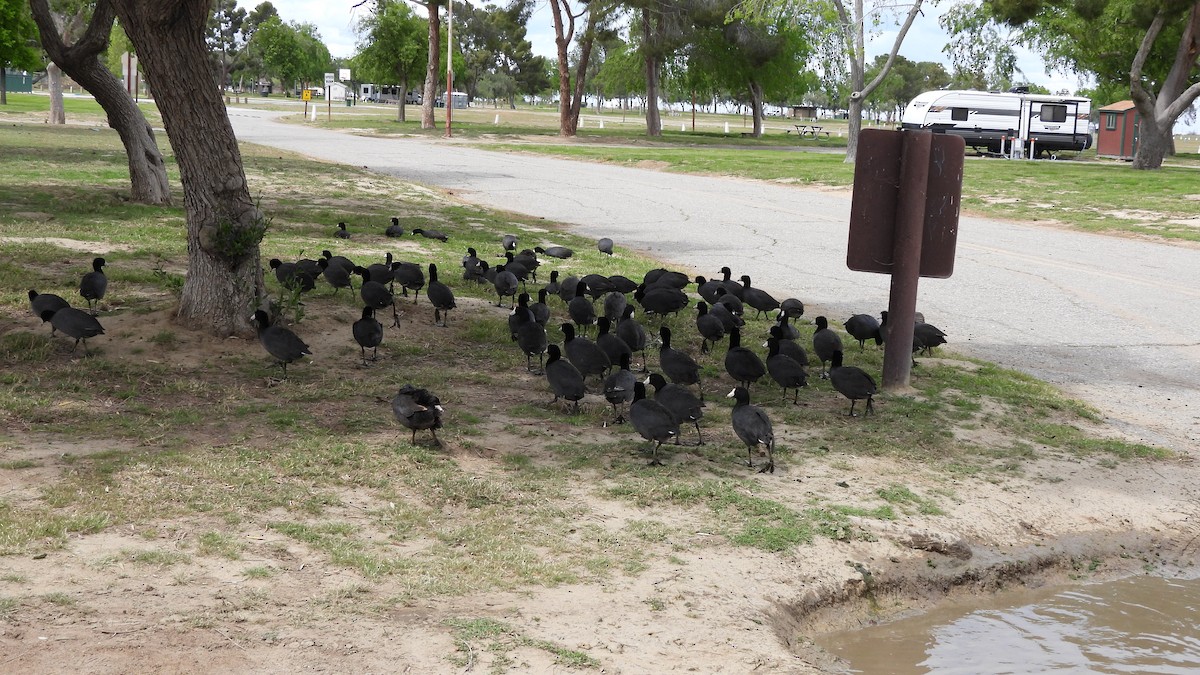 American Coot - ML632994307