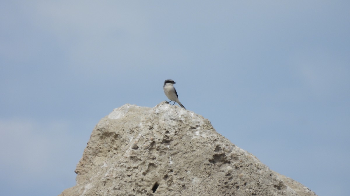 Loggerhead Shrike - ML632994321