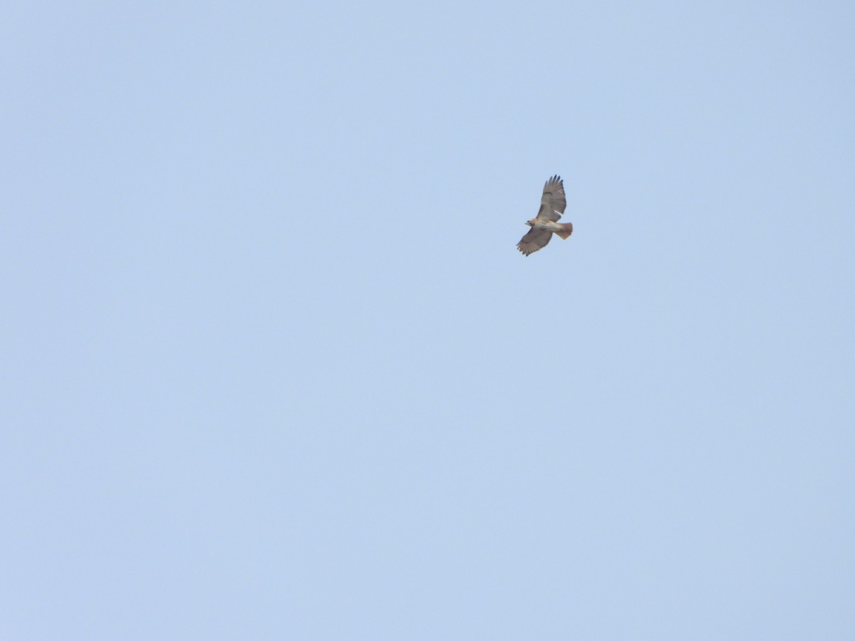 Red-tailed Hawk - ML632994470