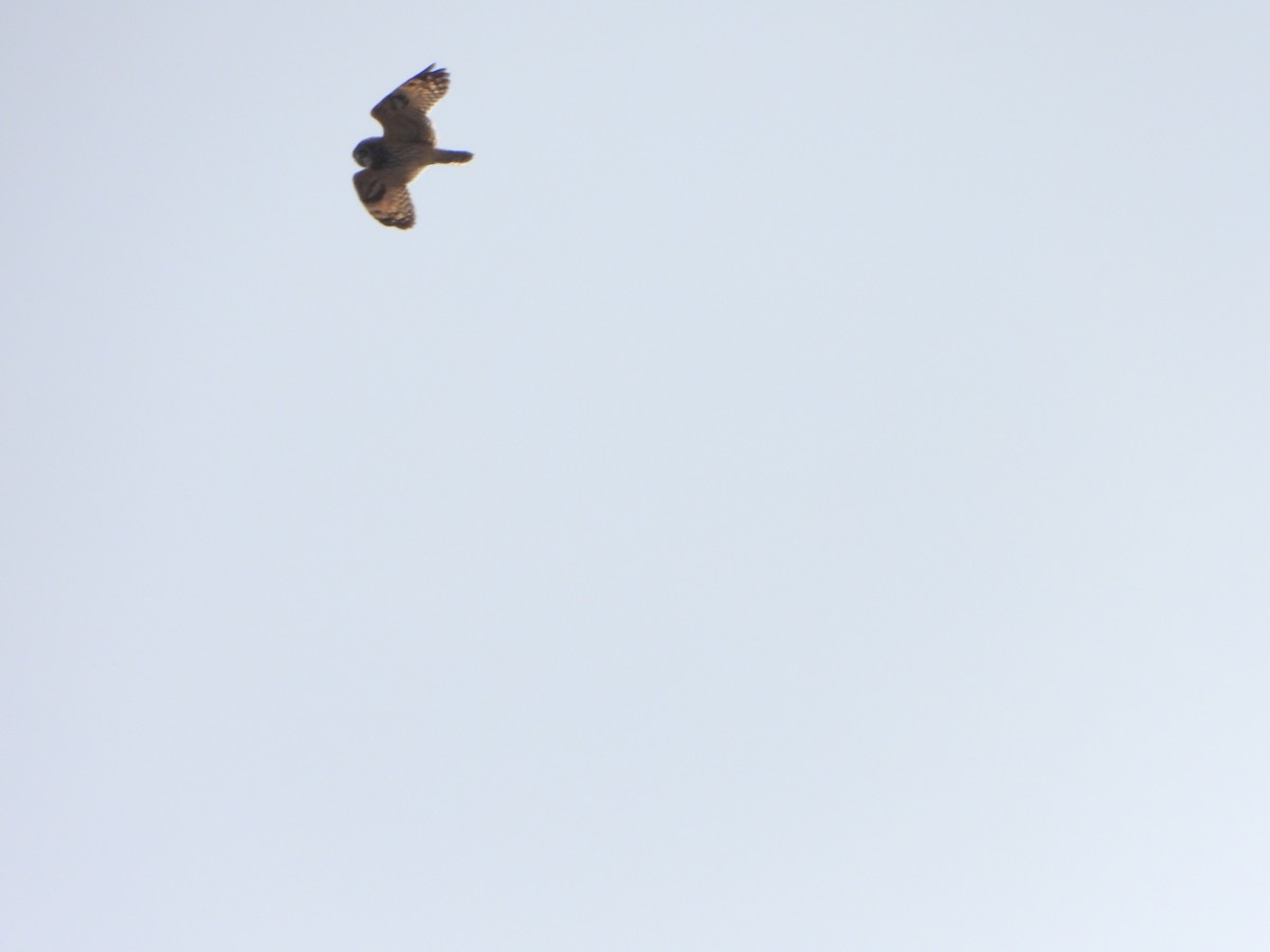Short-eared Owl - ML632994486