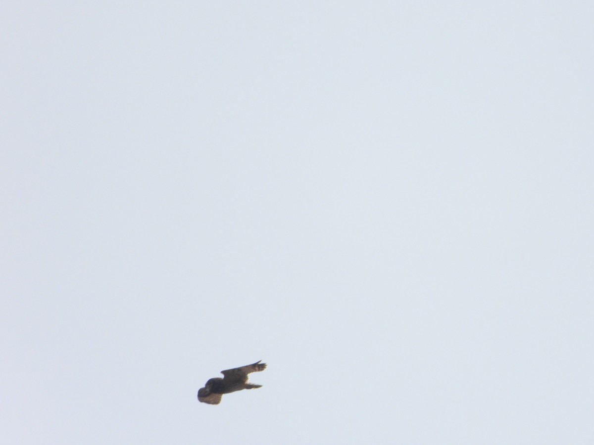 Short-eared Owl - ML632994488