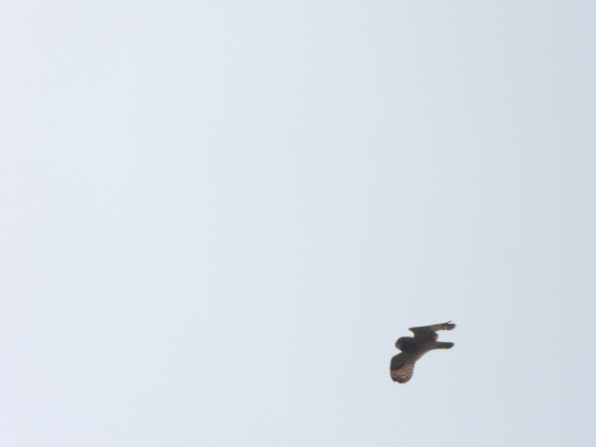 Short-eared Owl - ML632994489