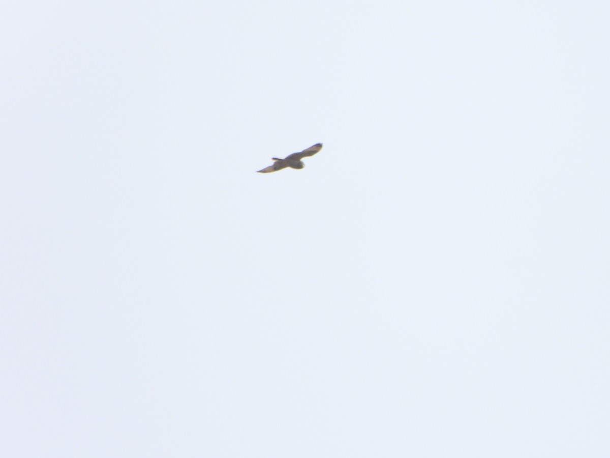 Short-eared Owl - ML632994490